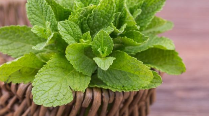 Manfaat Daun Mint : Khasiat, Penggunaan, dan Cara Memanfaatkannya